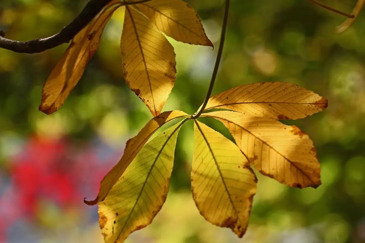 Piante fiorite con foglie bucate o ingiallite? Ecco i 3 parassiti responsabili e come eliminarli
