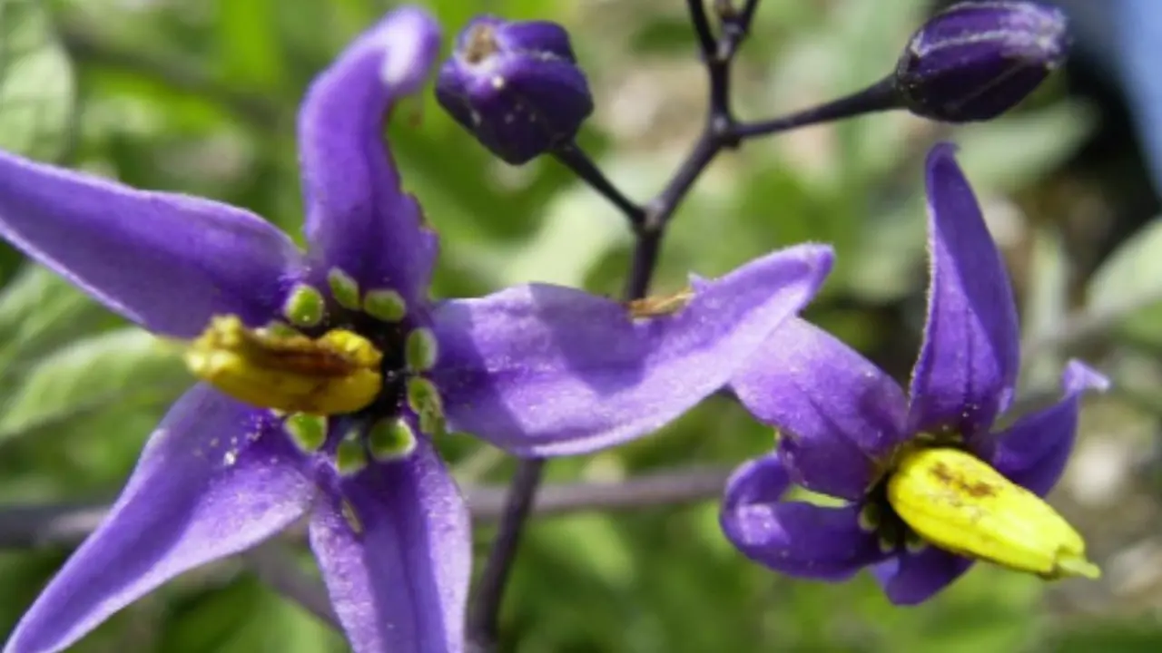 Ecco il fiore più raro d’Italia: lo conoscono in pochissimi e vederlo è quasi impossibile